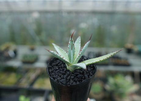 アガベ　屈原の舞扇 Agave 'Kutsugen no Maiougi'   No.3