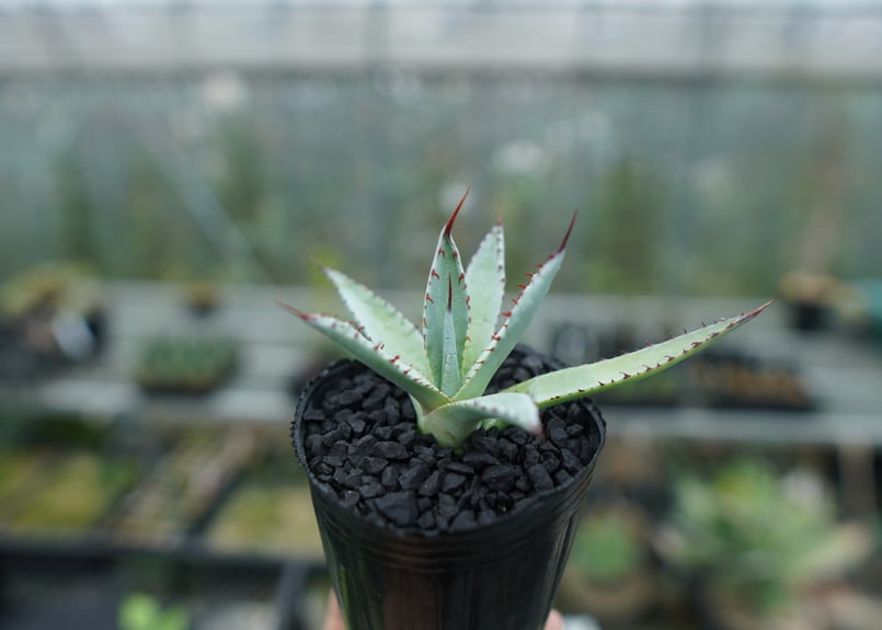 アガベ 屈原の舞扇 Agave 'Kutsugen no Maiougi' No.3 |