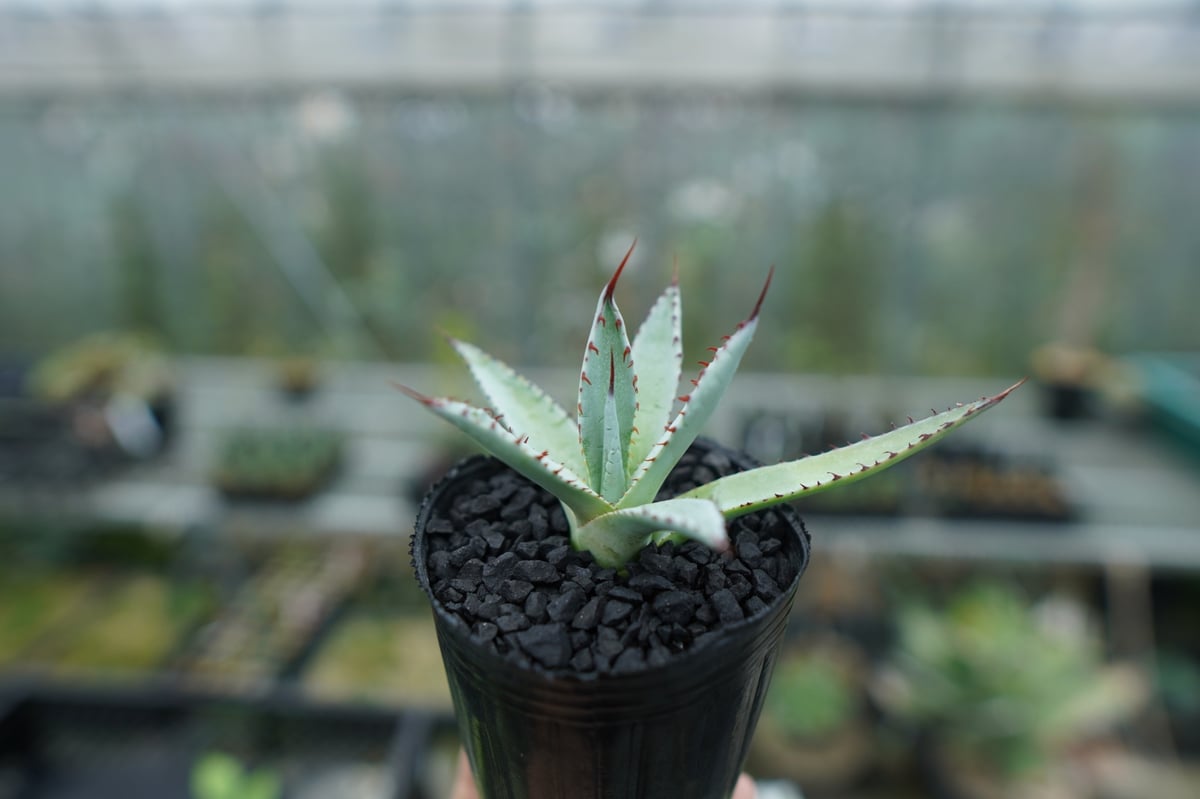 アガベ 屈原の舞扇 Agave 'Kutsugen no Maiougi' No.3 |