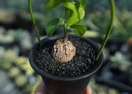 亀甲竜　Dioscorea elephantipes No.4