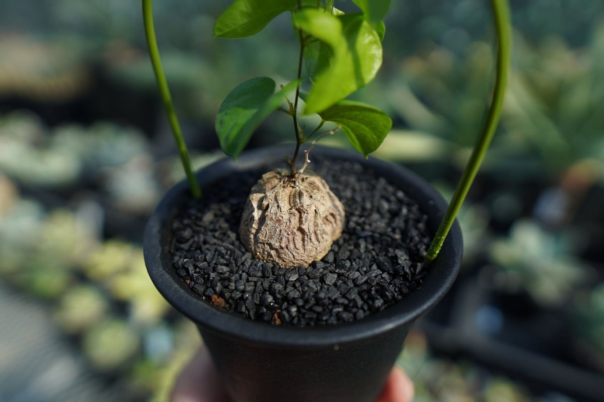 亀甲竜 Dioscorea elephantipes No.4 | mana's farm:塊