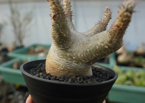 パキポディウム マカイエンセ　Pachypodium makayense　No.3