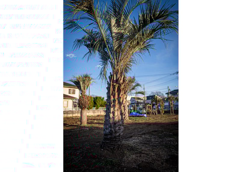 ココスヤシ Butia capitata No.7 | mana's farm:塊根植物・アガ