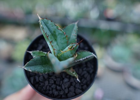 アガベ　チタノタ　 ブラックアンドブルー 　Agave titanota black and blue　No.3