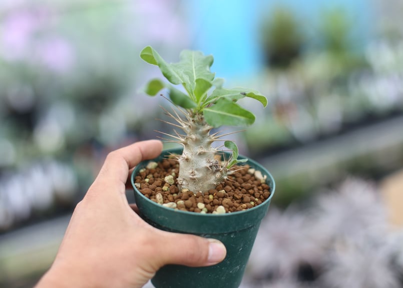 パキポディウム サウンデルシー 国内実生 | mana's farm:塊根植物