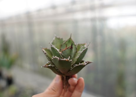 Agave titanota FO-76 C NO.4