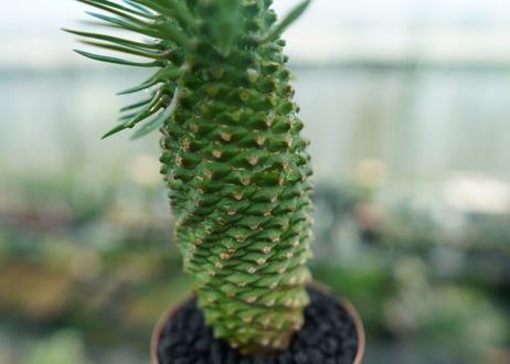 ユーフォルビア　ソテツキリン "パイナップルコーン"　Euphorbia sotetsukirin  No.10