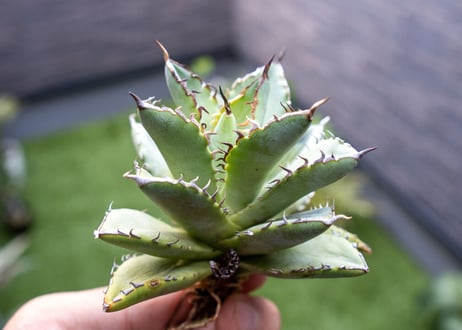 Agave titanota Flligree NO.1