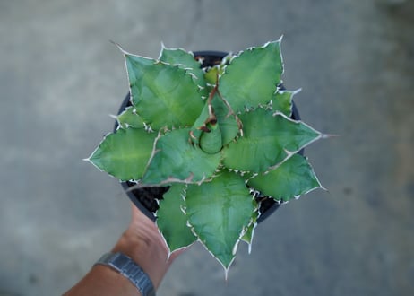 アガベ チタノタ 夕映厳龍　Agave titanota ”solareclipse"