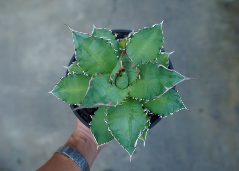アガベ　夕映厳龍　チタノタ　マクロアカンサ アガベ チタノタ 夕映厳龍 Agave titanota ”solareclipse