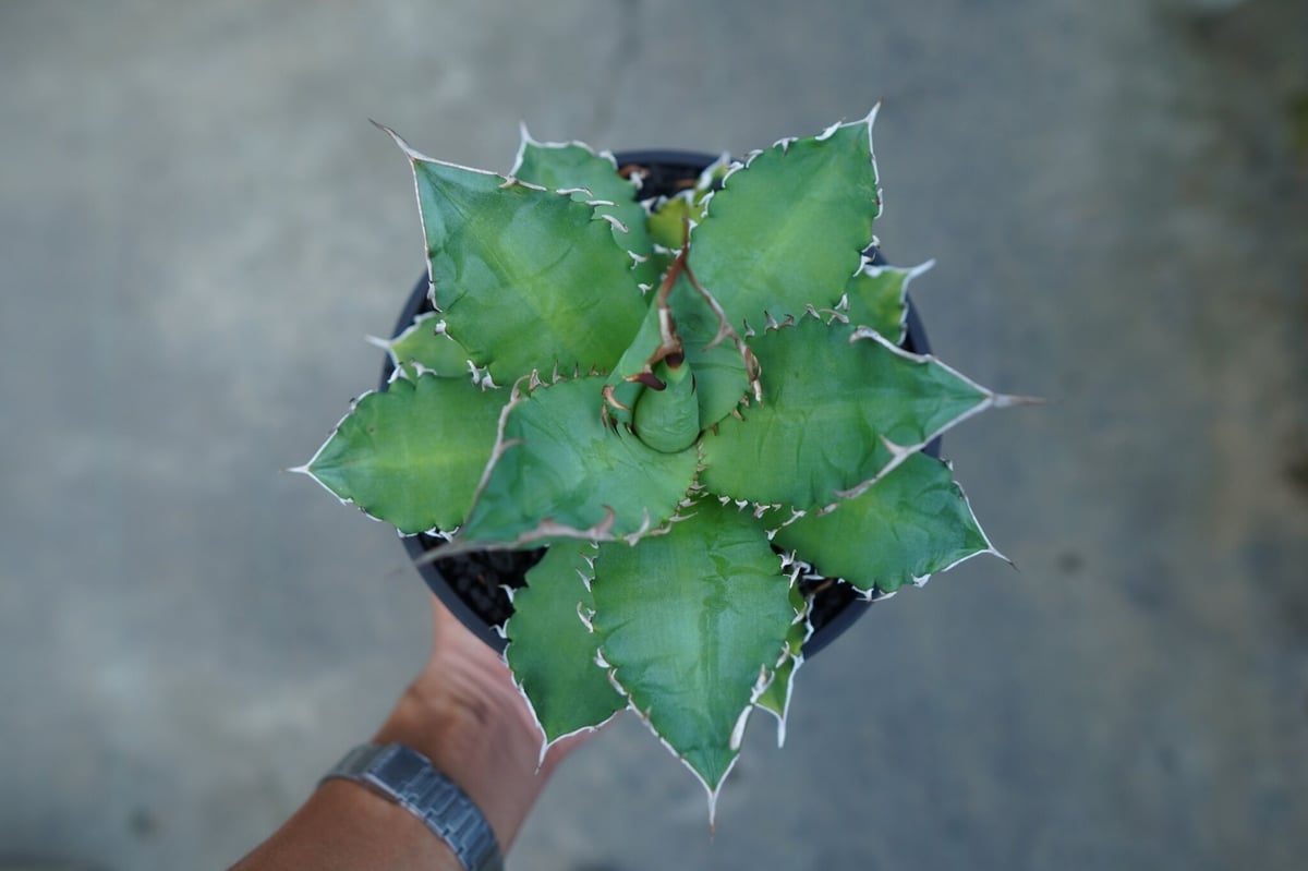 アガベ チタノタ 夕映厳龍 Agave titanota ”solareclipse