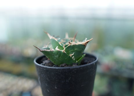 アガベ　チタノタ　白鯨　Agave titanota White whale　No.2