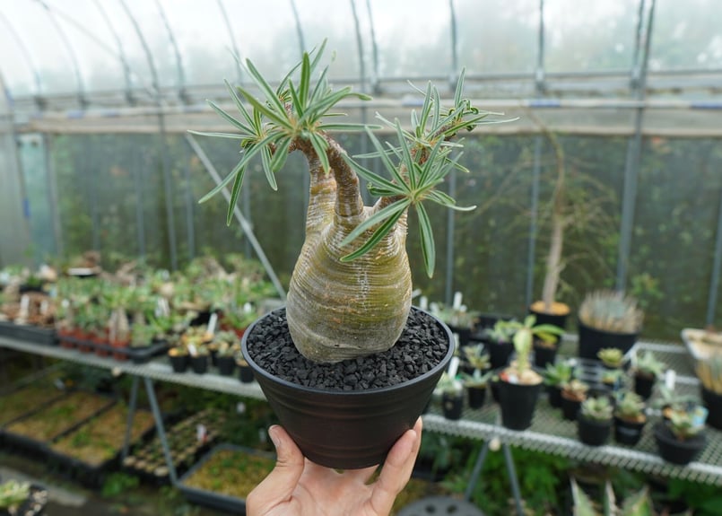 パキポディウム グラキリス Pachypodium Gracilius No.1 | ma