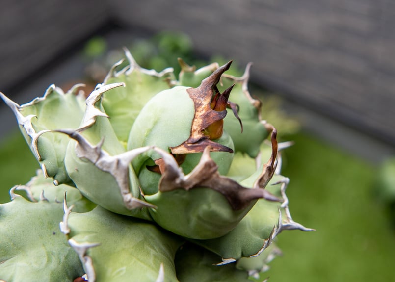 Agave titanota dwarf 姫厳龍 A NO.1 (G) | mana's gr