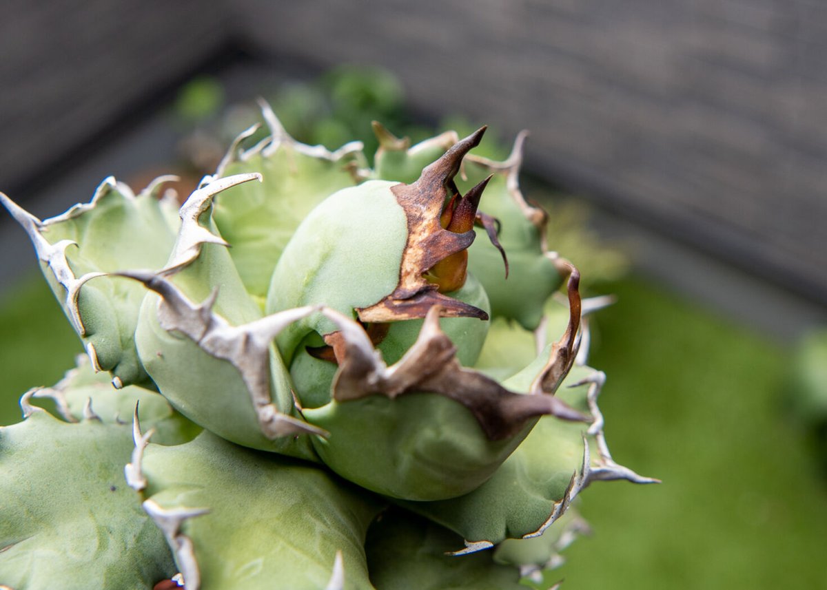 9月入荷 オテロイ 種子 証明書あり 3000粒 チタノタ アガベ 【公式通販】