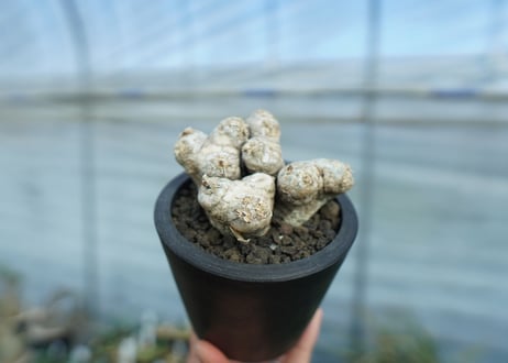 パキポディウム　ブレビカウレ　Pachypodium brevicaule