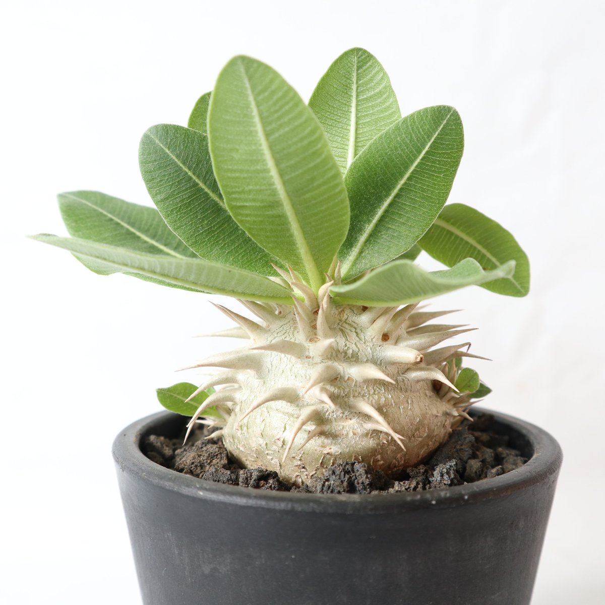 パキポディウム エブレネウム 発根済 エブレネウムで入手したけど、 正体不明のパキポ 葉がツヤツヤし