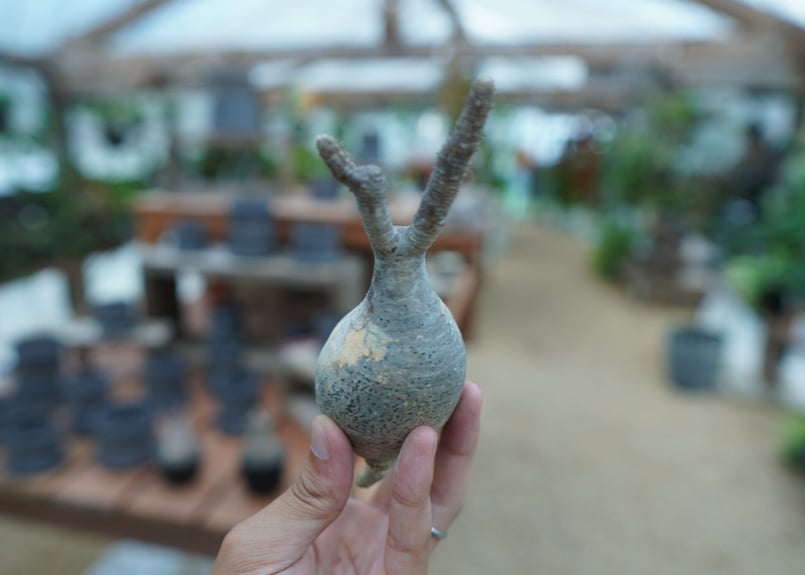抜き苗】パキポディウム グラキリス Pachypodium Gracilius No.6