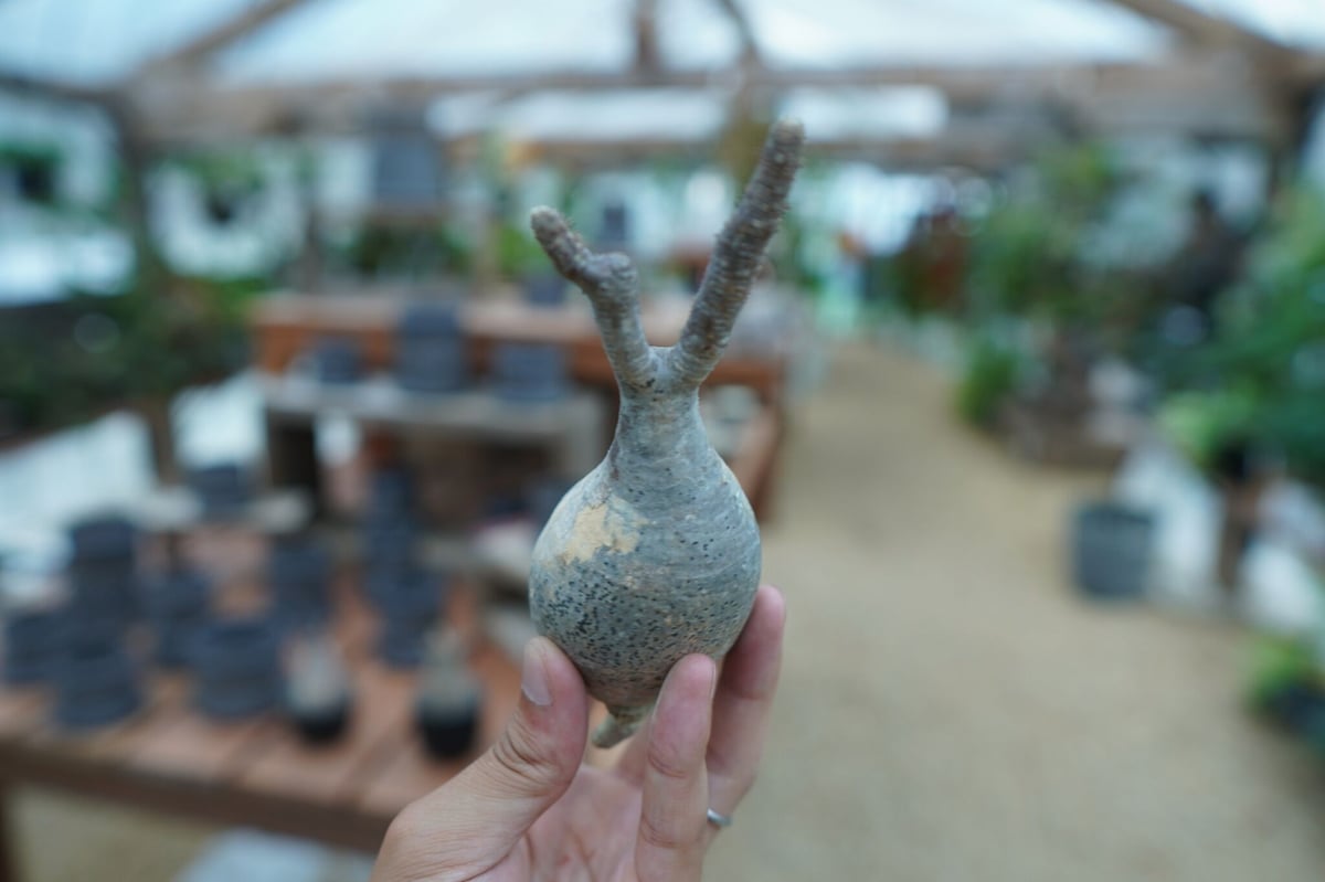 抜き苗】パキポディウム グラキリス Pachypodium Gracilius No.6