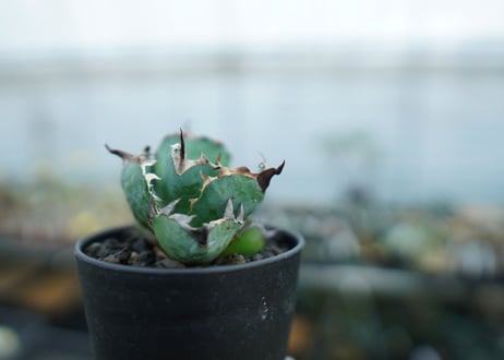 アガベ　チタノタ　 ブラックアンドブルー 　Agave titanota black and blue　No.2