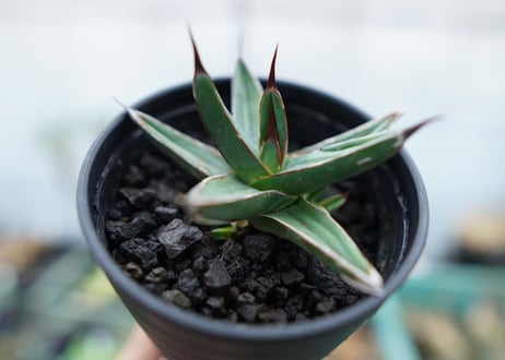 アガベ　ニッケルシー 　Agave nickelsiae No.2
