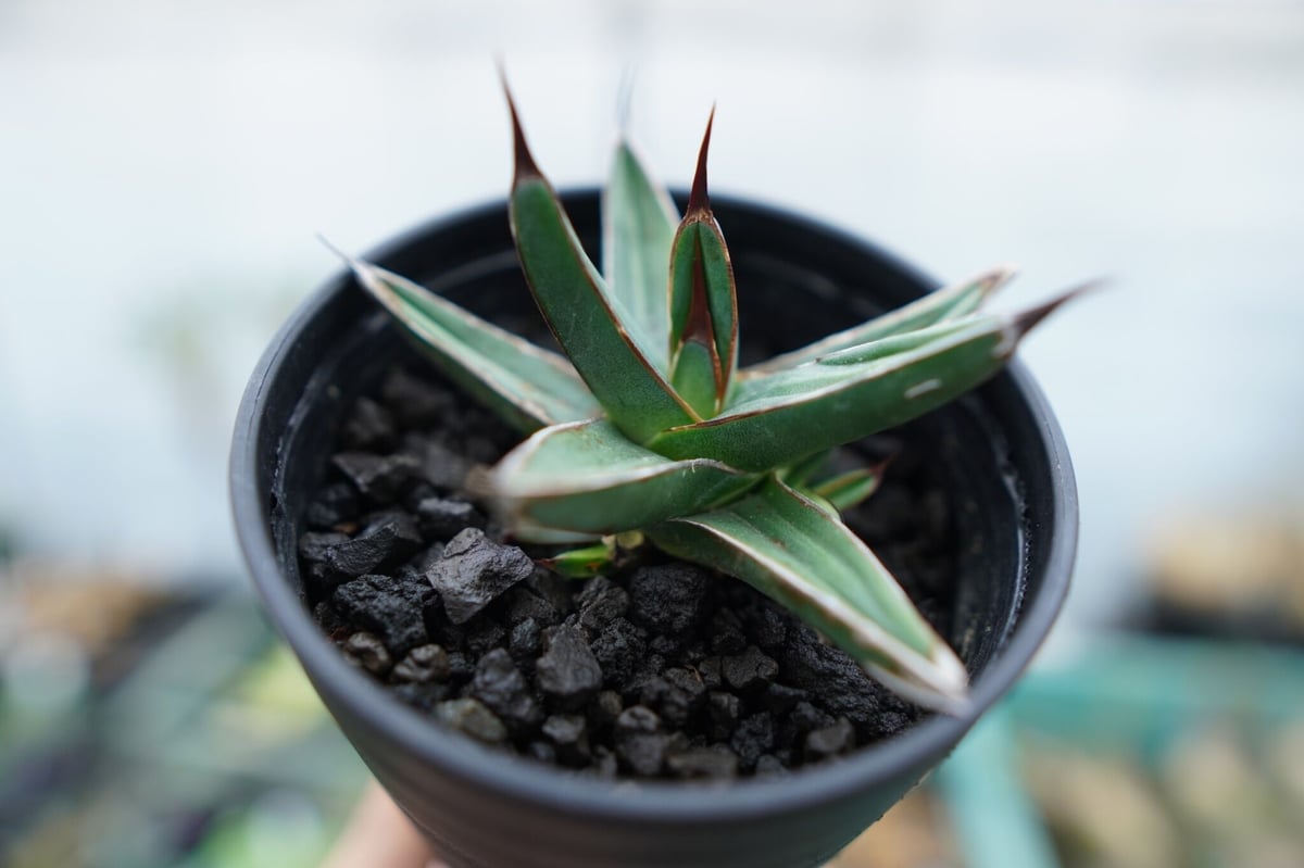 fit=scale-down,w=1200