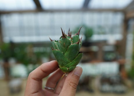 アガベ　チタノタ　MI03　agave titanota MI03  No.1
