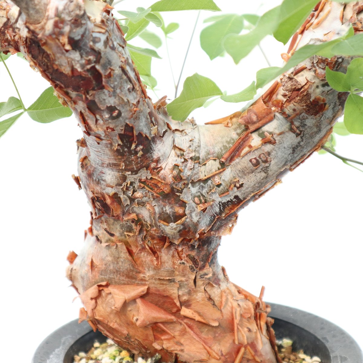 コミフォラ オルビクラリス | mana's farm:塊根植物・アガベ・ドライ