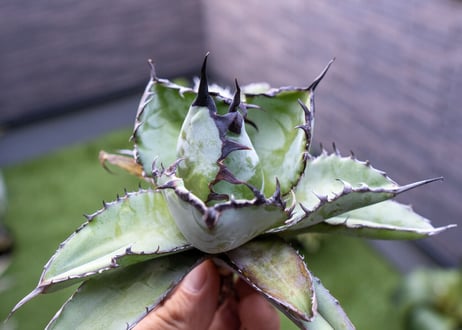 Agave B&B C NO.1