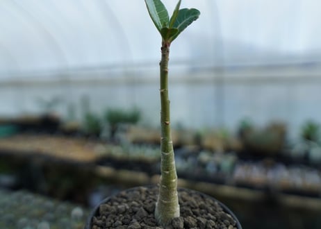 アデニウム　Adenium