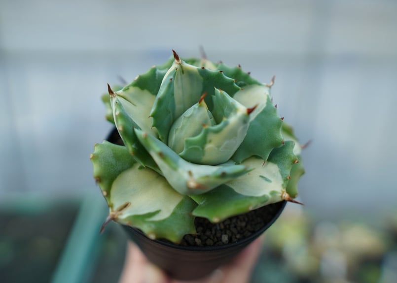 アガベ 王妃雷神錦 白中斑 Agave “Ohi Raijin Nishiki Shirona