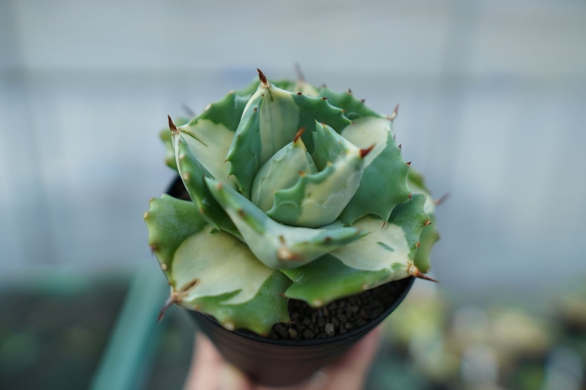 アガベ 王妃雷神錦 白中斑 Agave “Ohi Raijin Nishiki Shirona