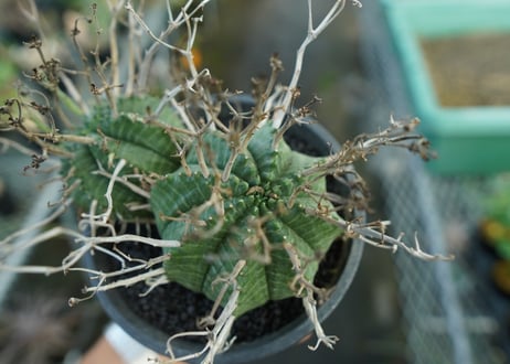 ユーフォルビア　スーパーバリダ　Euphorbia super valida  No.1