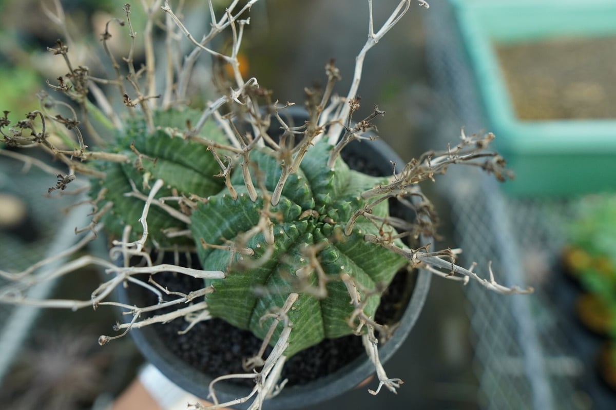 ユーフォルビア スーパーバリダ Euphorbia super valida No.1 | 