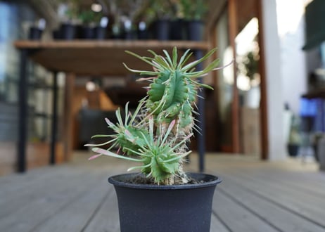 ユーフォルビア　ササガニマル　Euphorbia pulvinata