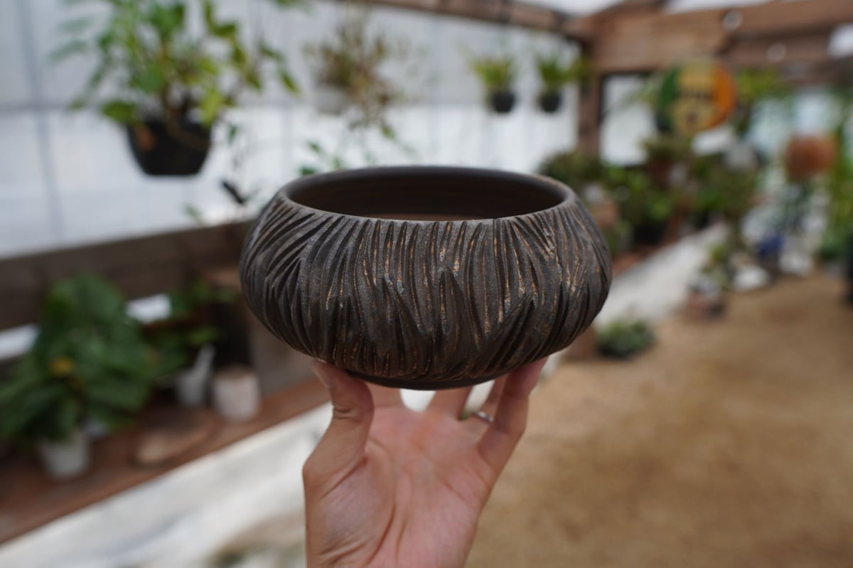 保田修作　作家鉢　塊根植物 保田修作 pot No.7 | mana's farm:塊根植物・アガベ・ドライガーデン
