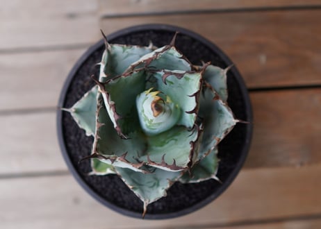 Agave titanota 'black and blue'　No.1