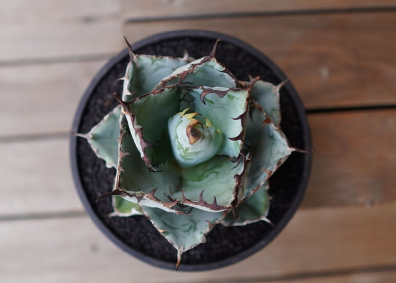 Agave titanota 'black and blue' No.1 | mana's f