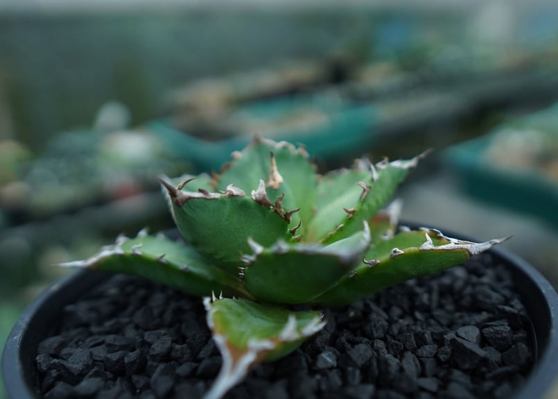 アガベ チタノタ Agave titanota No.6 | mana's farm:塊根植