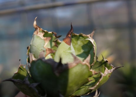 agave　titanota　ブラックアンドブルー　No.13