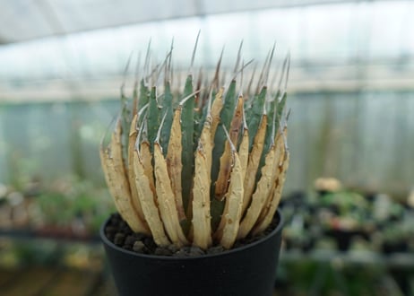 アガベ　ユタエンシス　Agave uthaensis　No.3