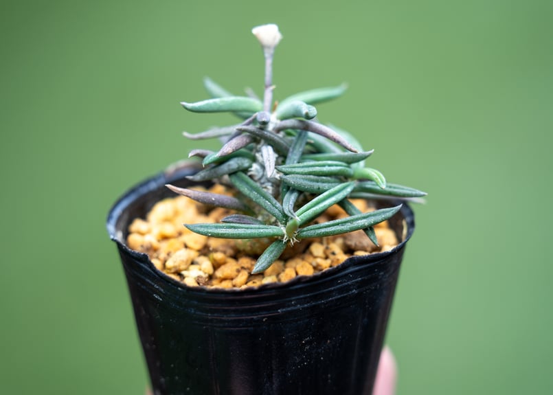 限定セール！希少大型株、キリンドリフォリア！① キリンドリフォリア トゥベリフェラ | mana's farm:塊根植物・アガベ