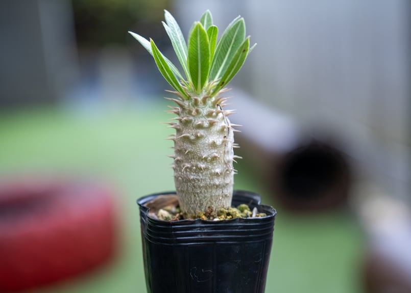 パキポディウム ホロンベンセ | mana's farm:塊根植物・アガベ・ドライ