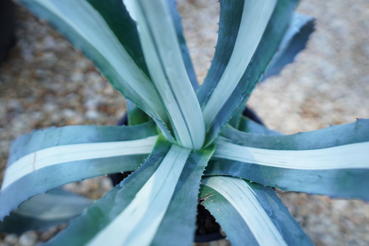 アガベ　華厳　Agave americana var. medio-picta ‘Alba’　No.1