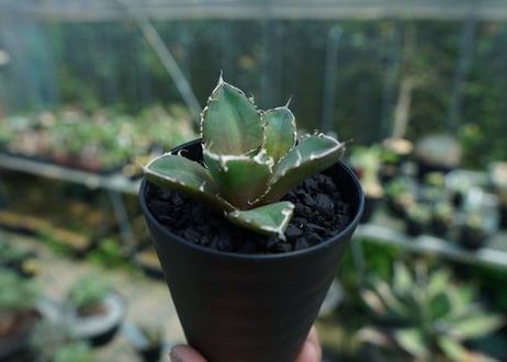 アガベ　チタノタ　鬼爪雪峰  Agave titanota “Onitsume Yukimine” 子株　No.1