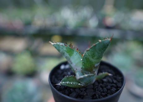 アガベ　チタノタ　 ブラックアンドブルー 　Agave titanota black and blue　No.3