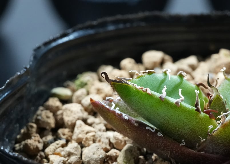 アガベ オテロイ 沖縄実生 | mana's farm:塊根植物・アガベ