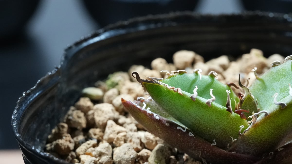 【専用お父ちゃん様】アガベ　オテロイ実生 アガベ オテロイ 実生株 Agave oteroi seeding 018 | Sunny