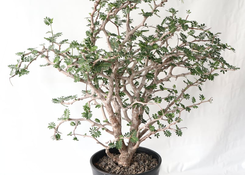 センナ メリディオナリス | mana's green:塊根植物販売|マナズ センナ メリディオナリス | mana's green:塊根植物販売|マナズ