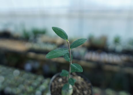 フォッケア　エデュリス　Fockea edulis　No.1